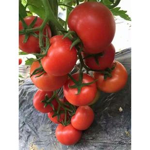 荷兰齐达利3098大红番茄西红柿圣女果抗TY高产蔬菜水果种子籽孑苗