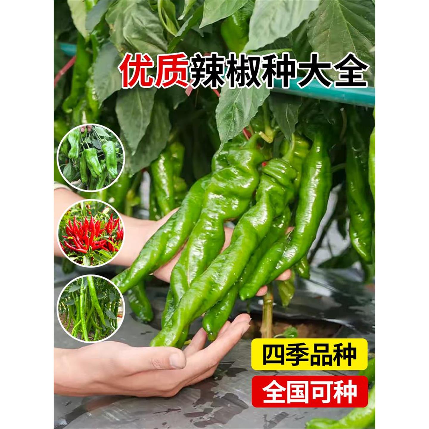 辣椒种子大全籽小米朝天美