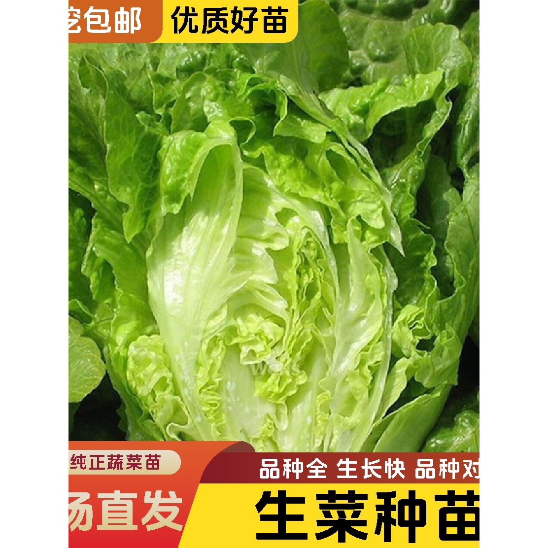 高产速生意大利菜苗秧四季