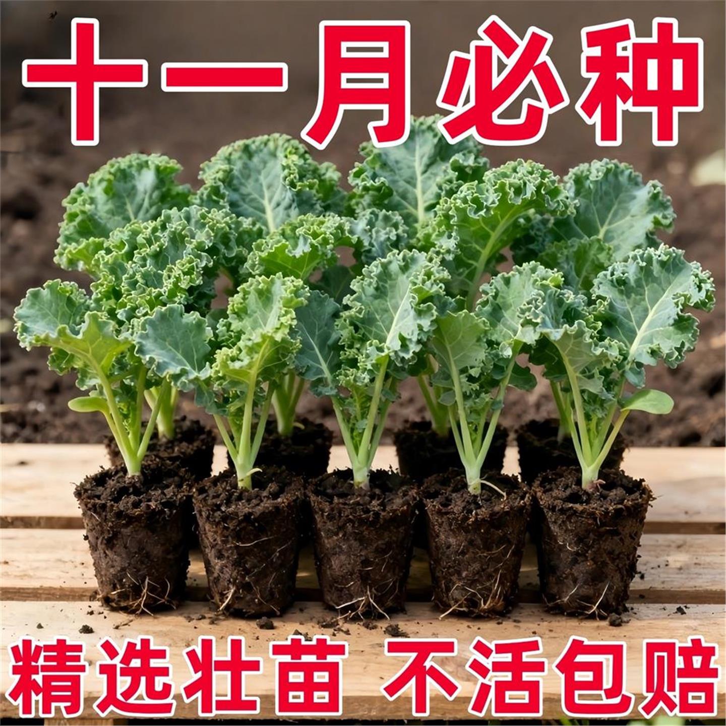四季可食用绿羽衣甘蓝苗紫