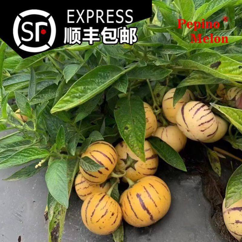 顺丰正宗四季水果云南石林