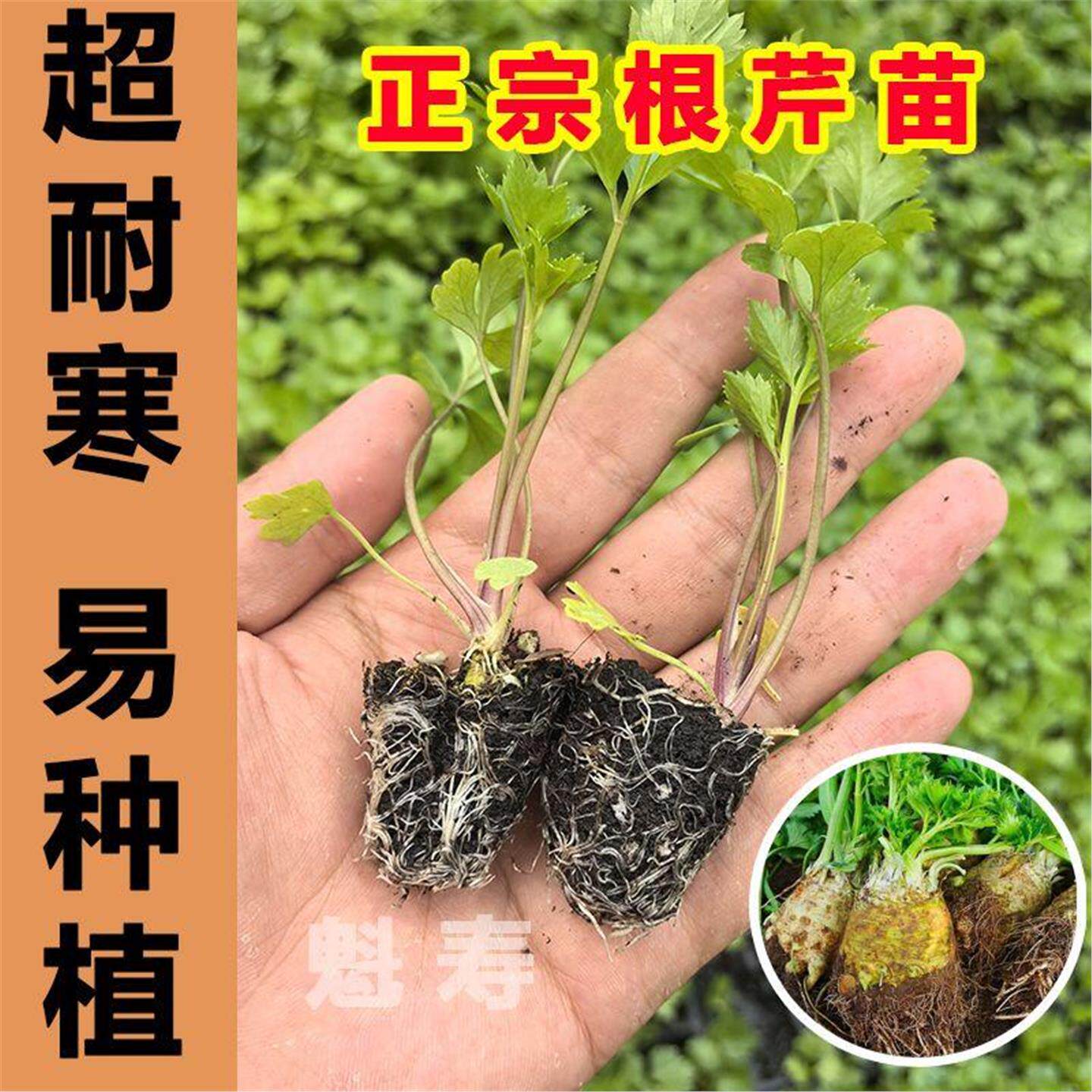 寿光根芹秧苗带土球四季阳