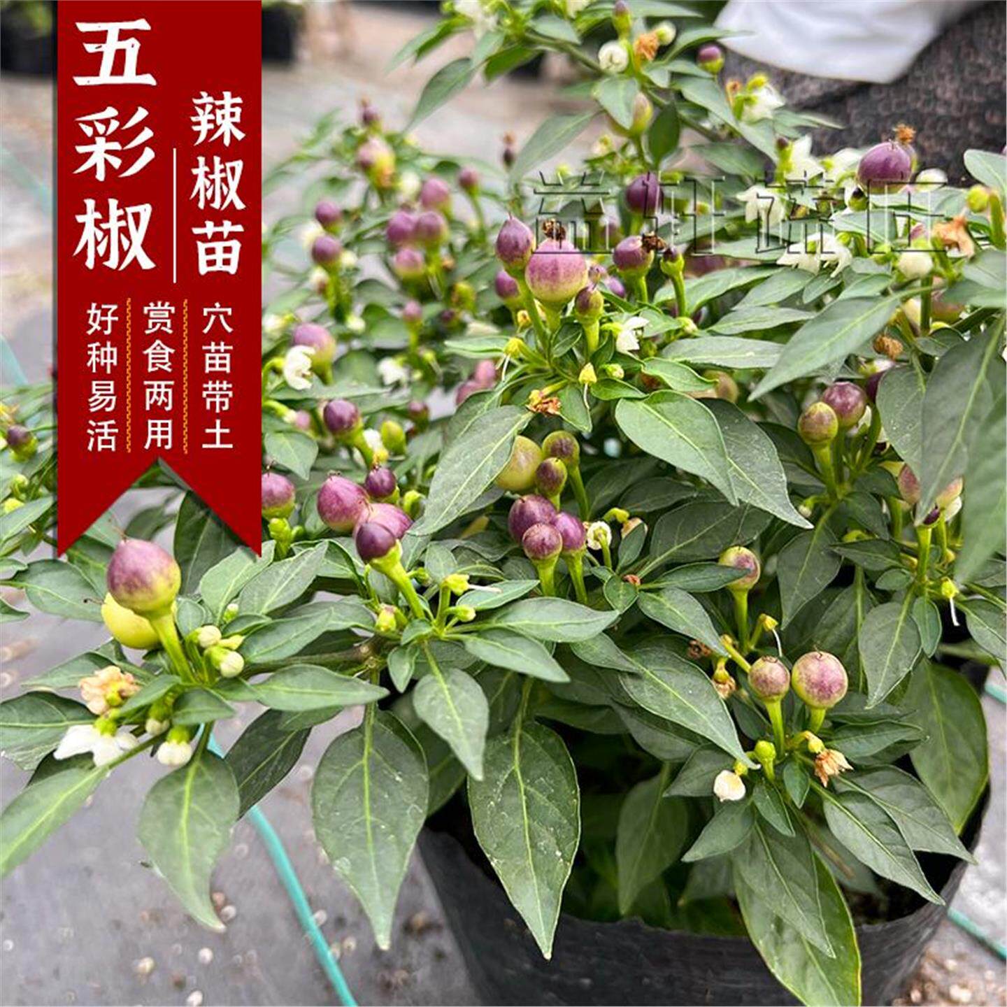 七彩辣椒苗带土球色子四季