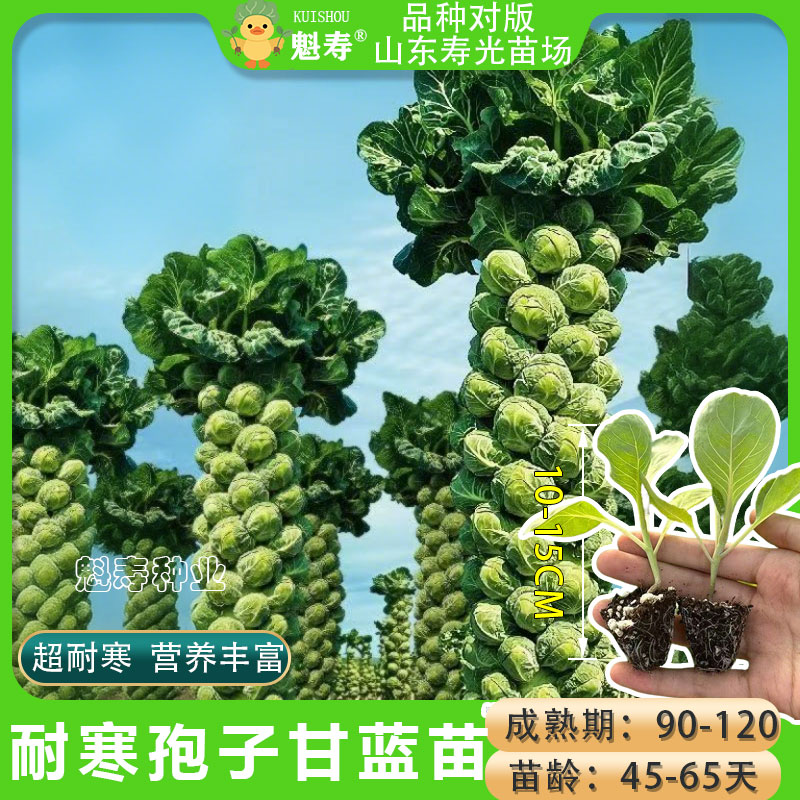 孢子甘蓝苗秧迷你食用小包