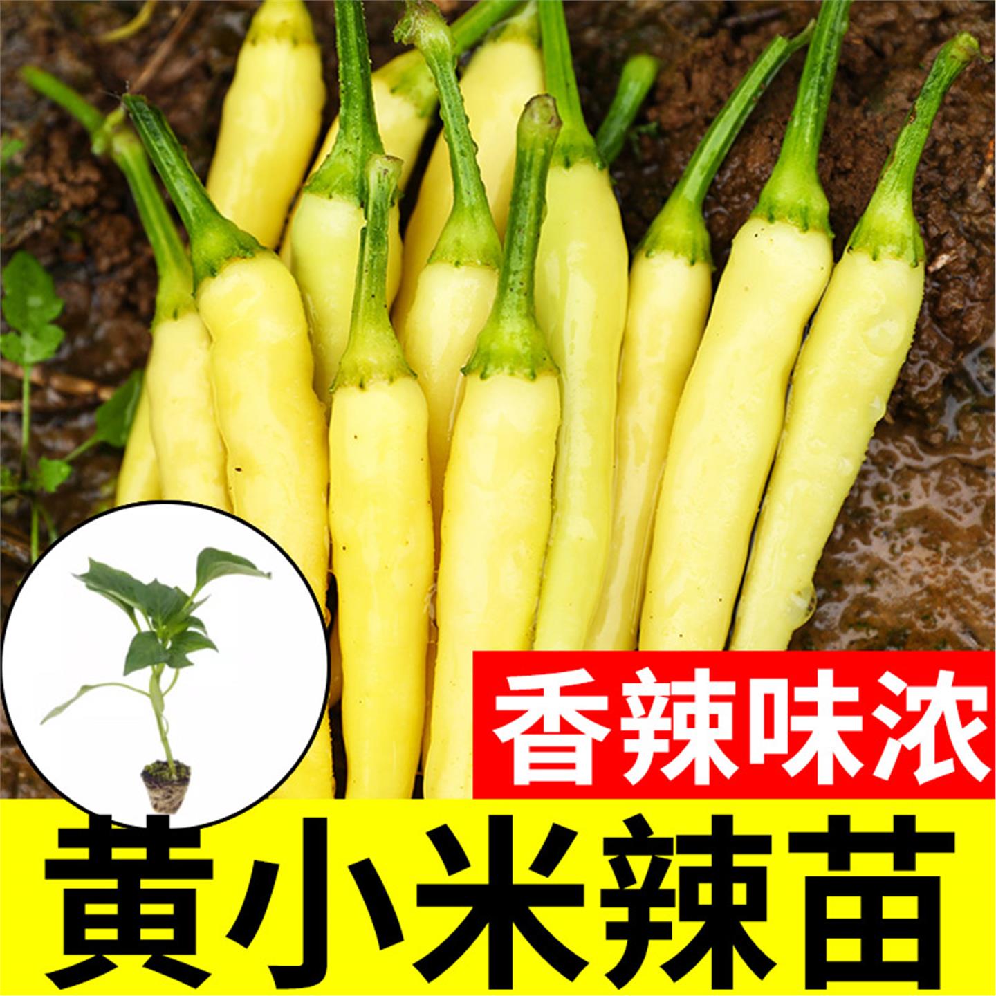 四季小米辣椒种籽山子朝天