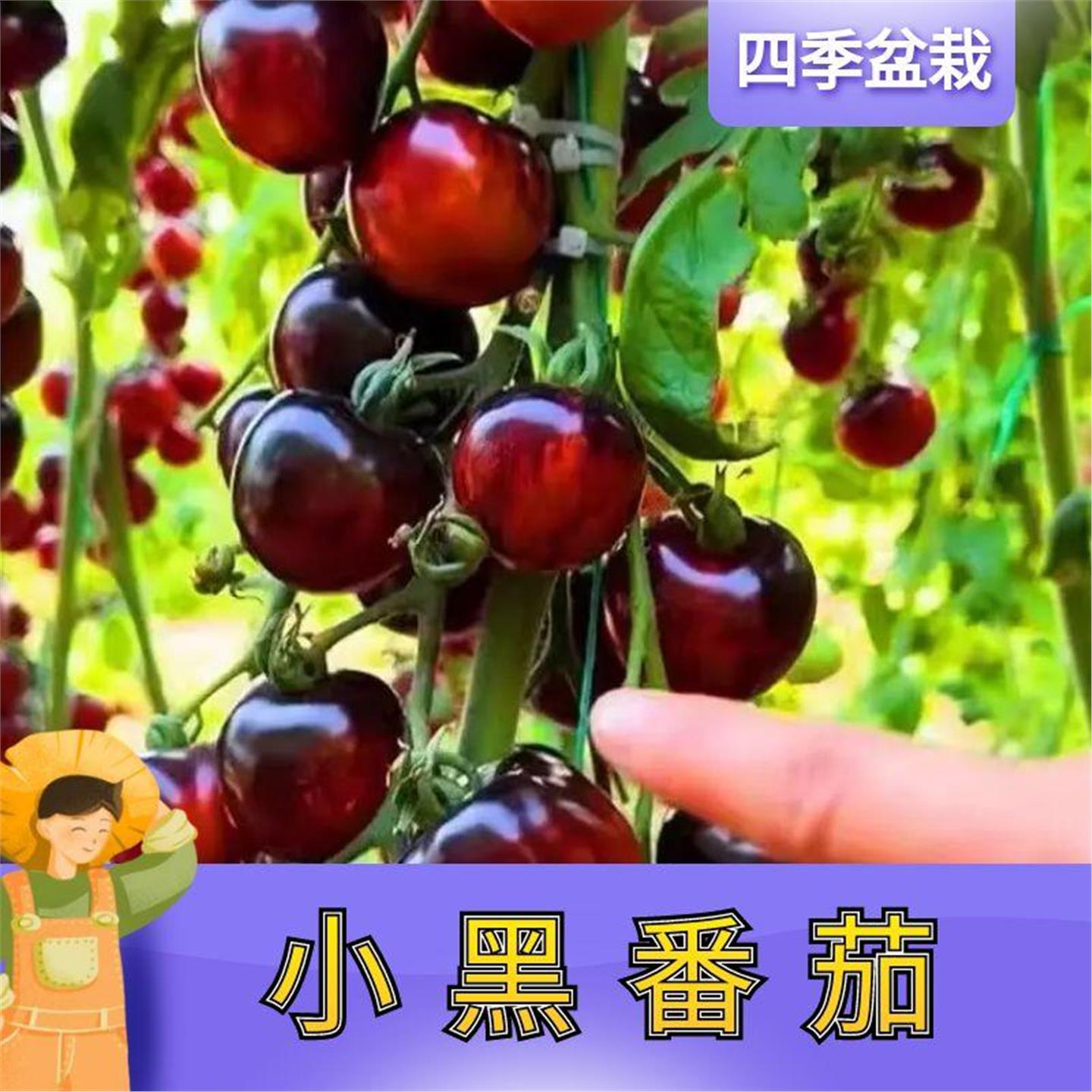 黑珍珠番茄苗秧巧克力小圣