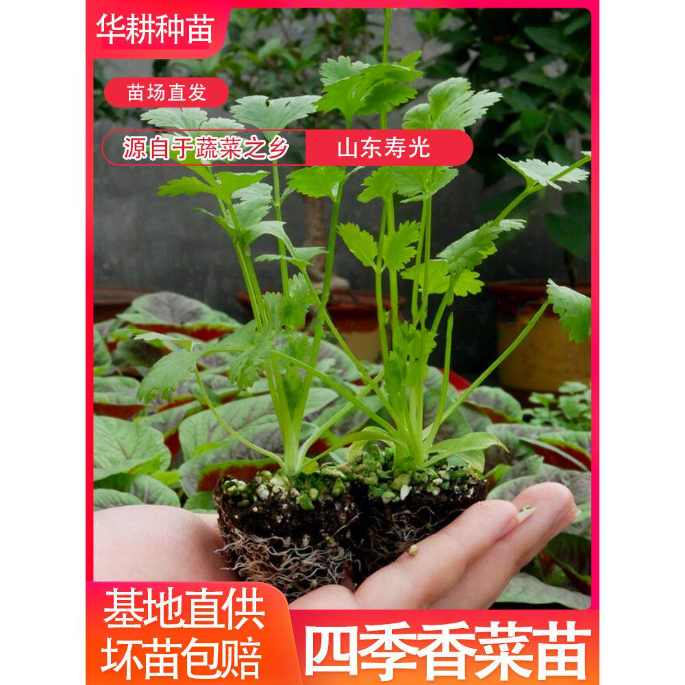 四季香菜苗子种食用芫荽大