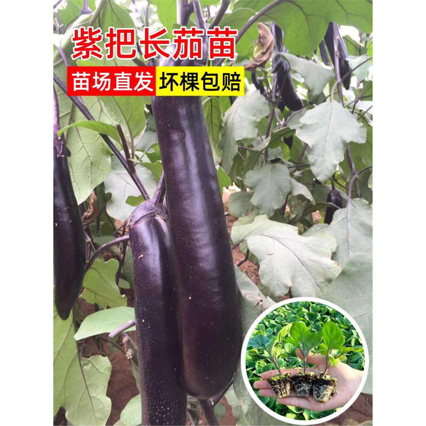 紫把长茄苗孑秧带土发货老