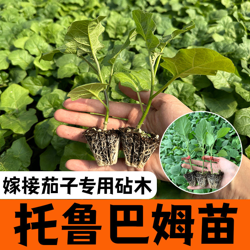 改良托鲁巴姆茄子嫁接专用