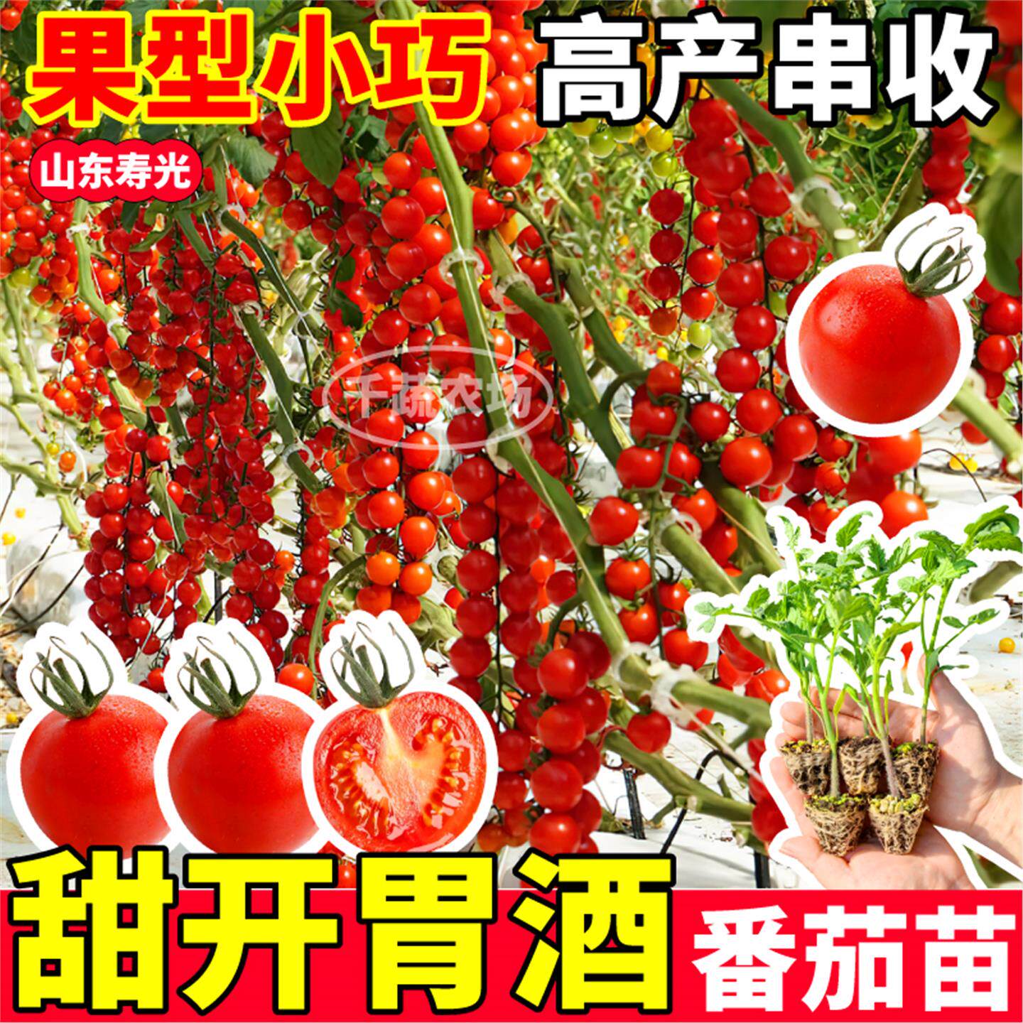 甜开胃酒番茄苗秧超樱桃圣