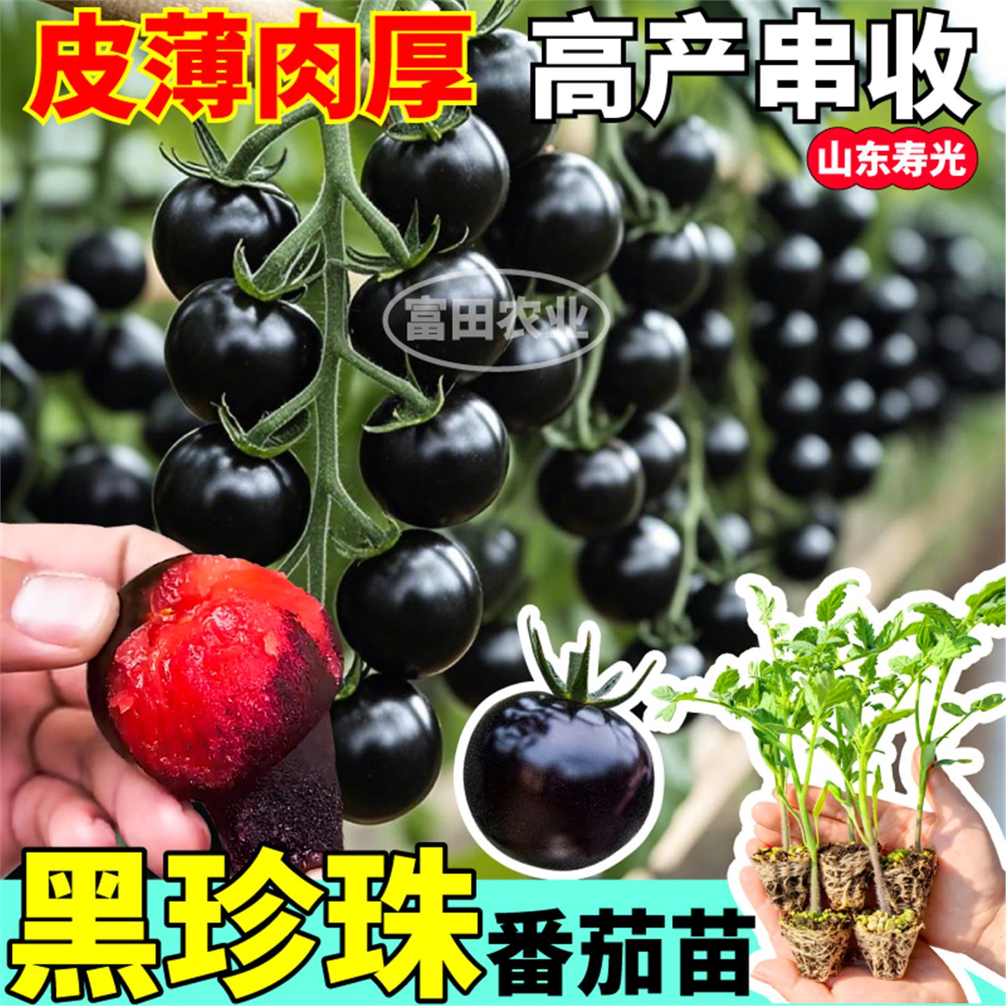 寿光黑珍珠番茄苗秧四季高