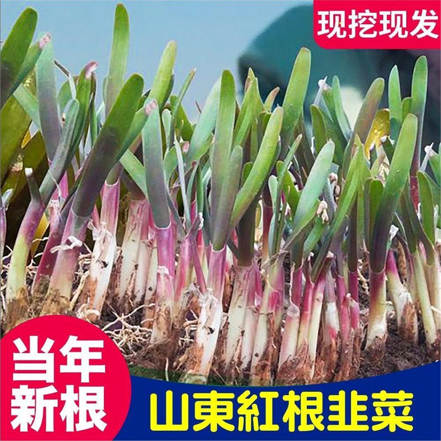 山东寿光粗根宽叶红韭菜现