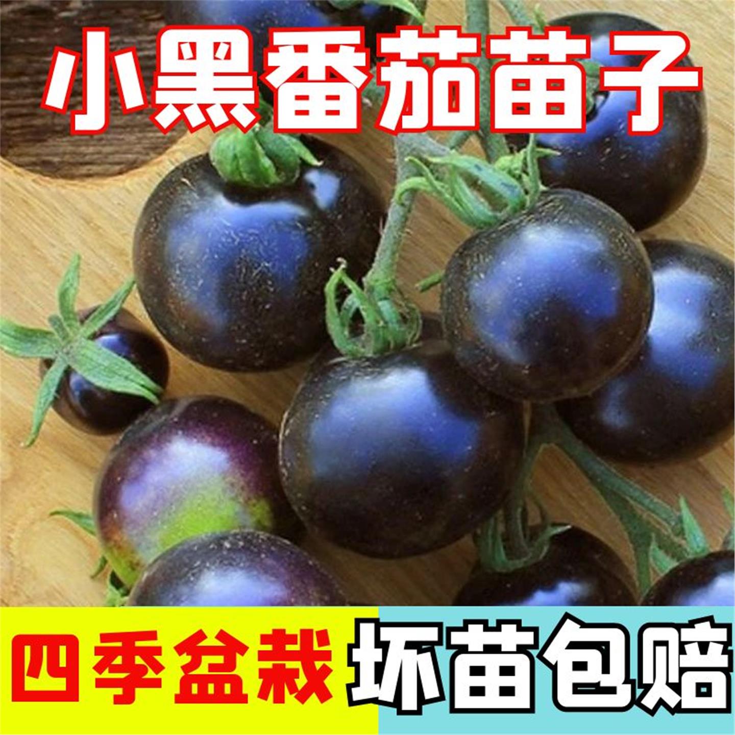 黑骑士番茄苗秧樱桃小西红