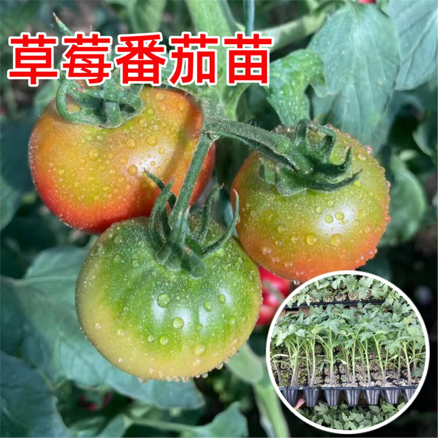 草莓番茄苗秧水果口感子幼