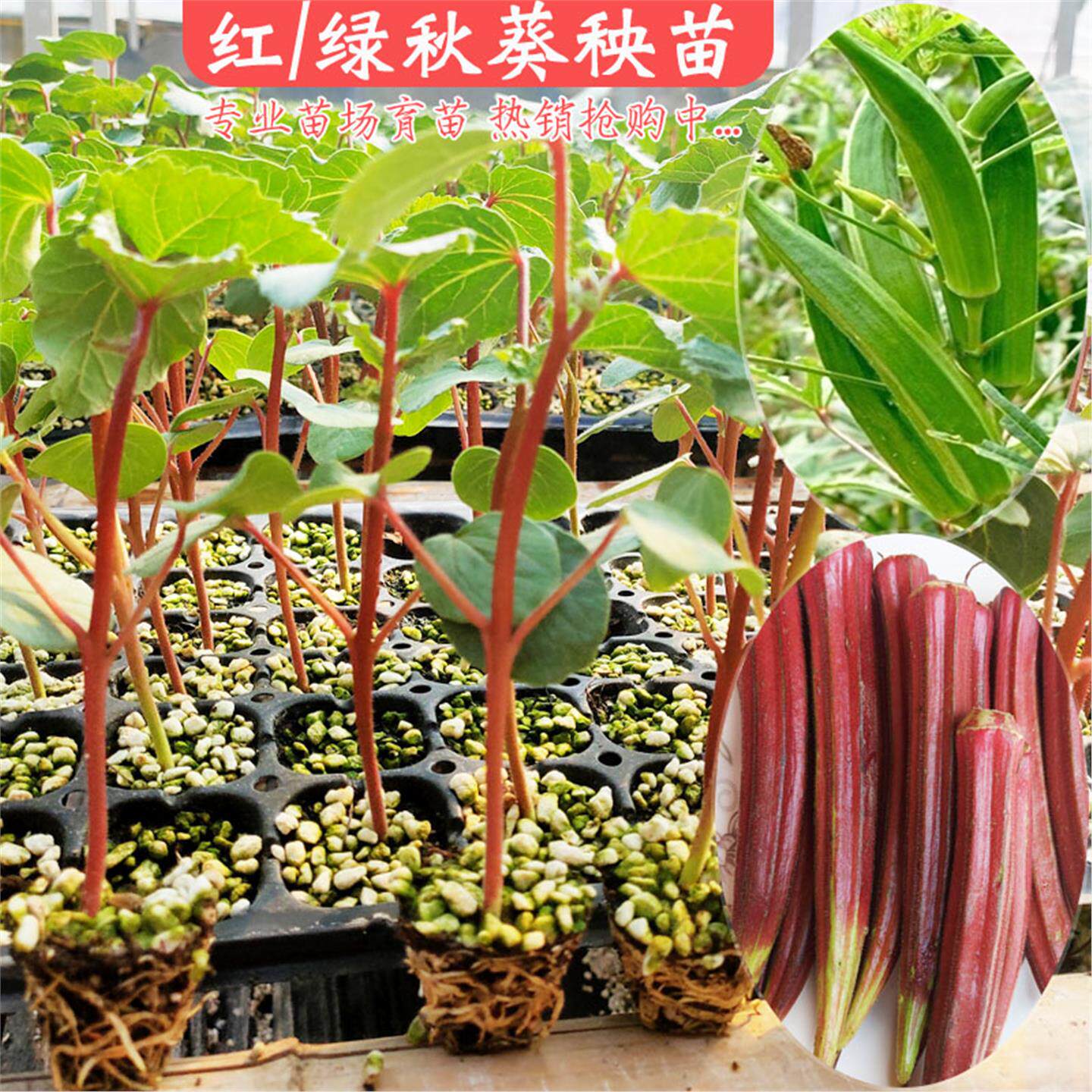 红秋葵种苗番茄西柿秧辣椒