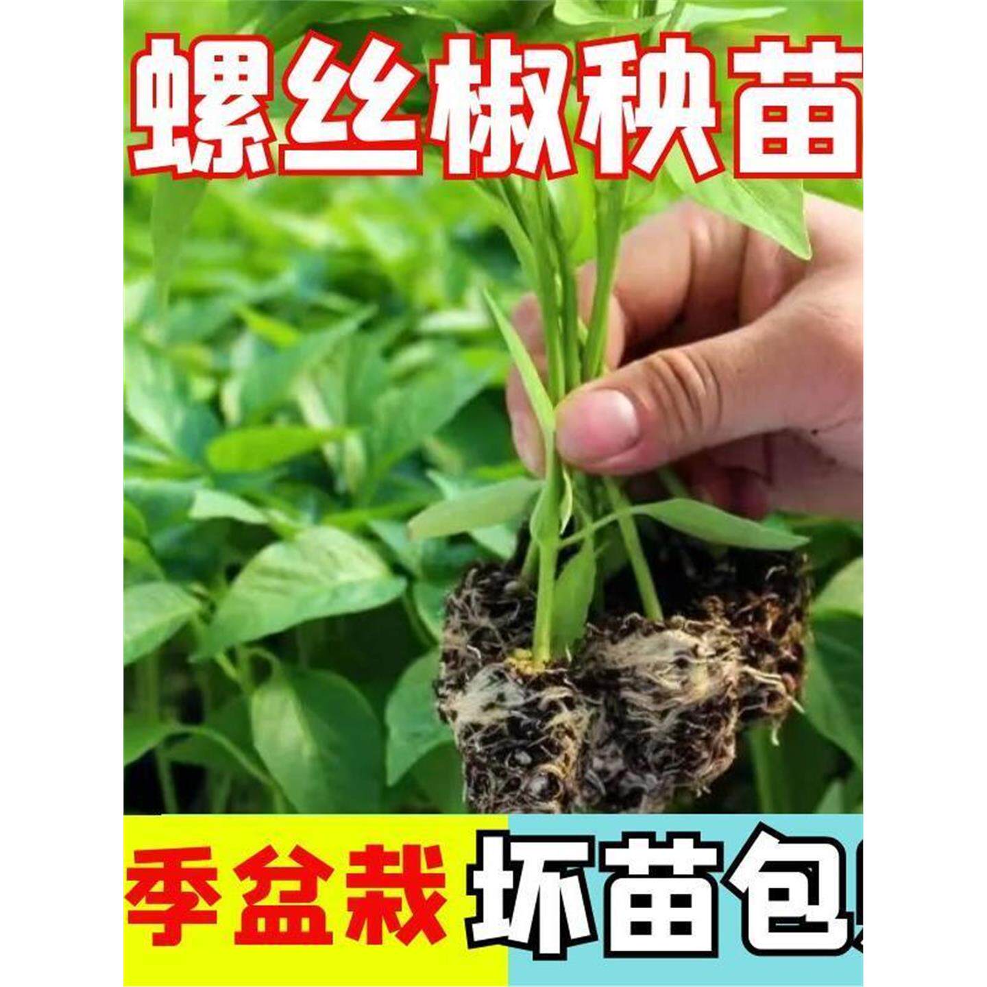 螺丝椒秧苗子辣盆栽菜蔬幼