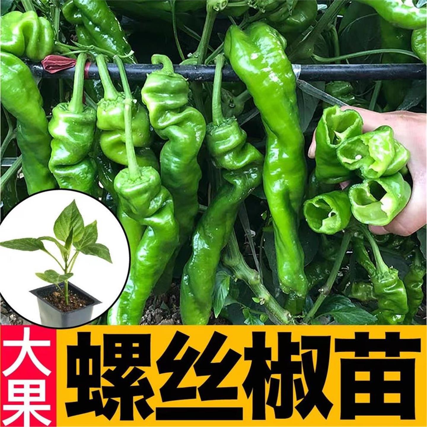高产大果螺丝辣椒秧苗巨型