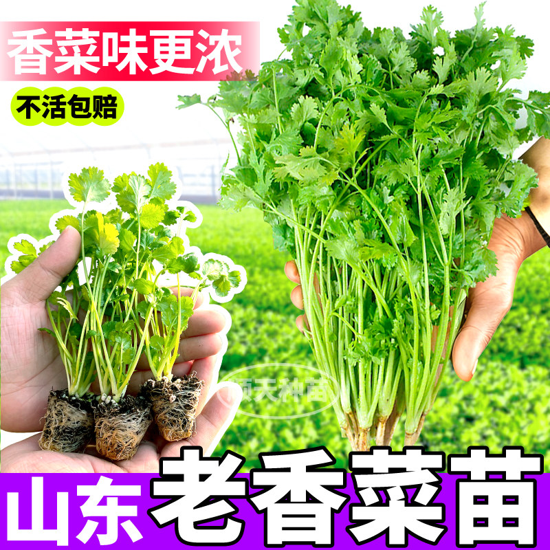 更地道浓香山东菜苗秧带土