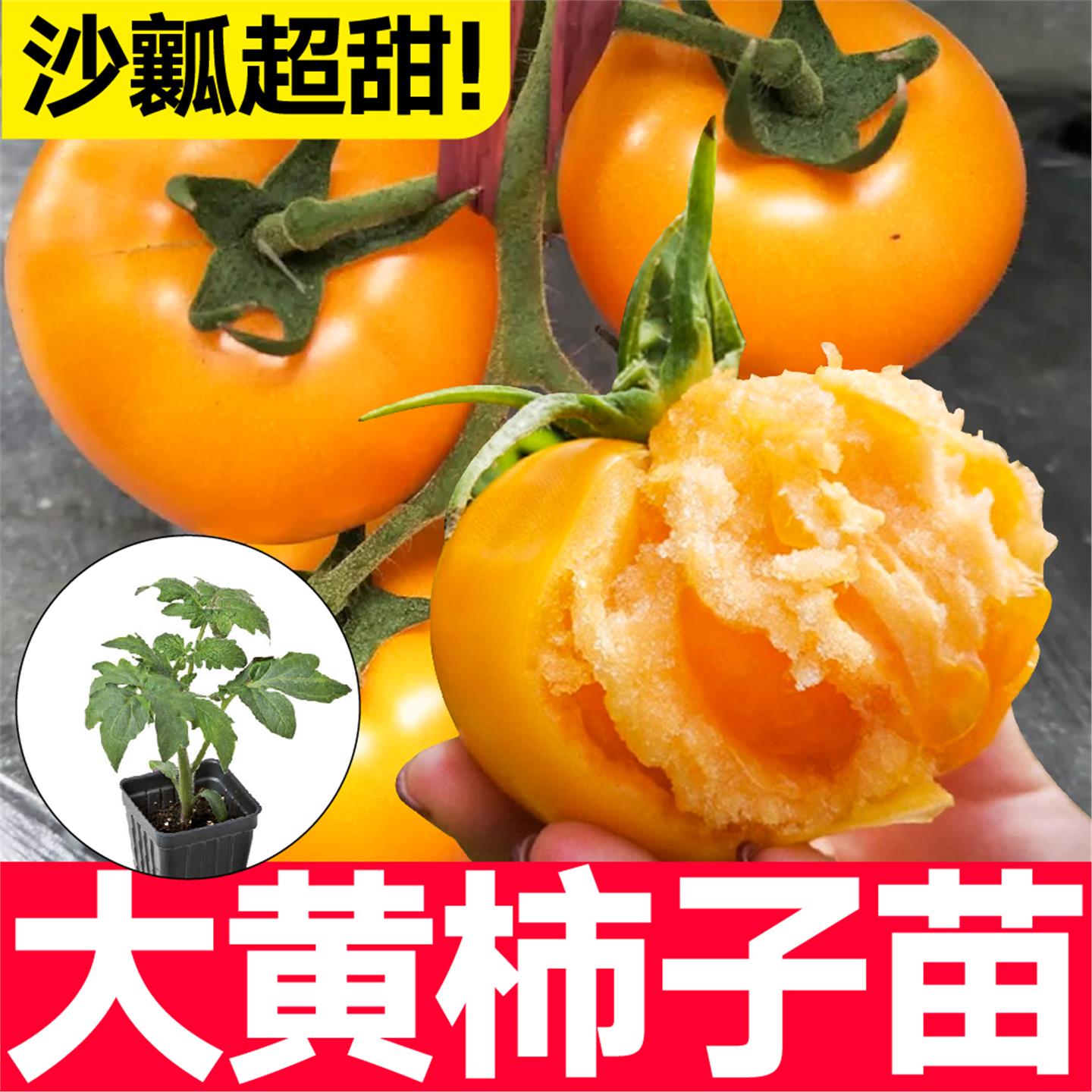 寿光沙瓤大黄柿子苗秧带土
