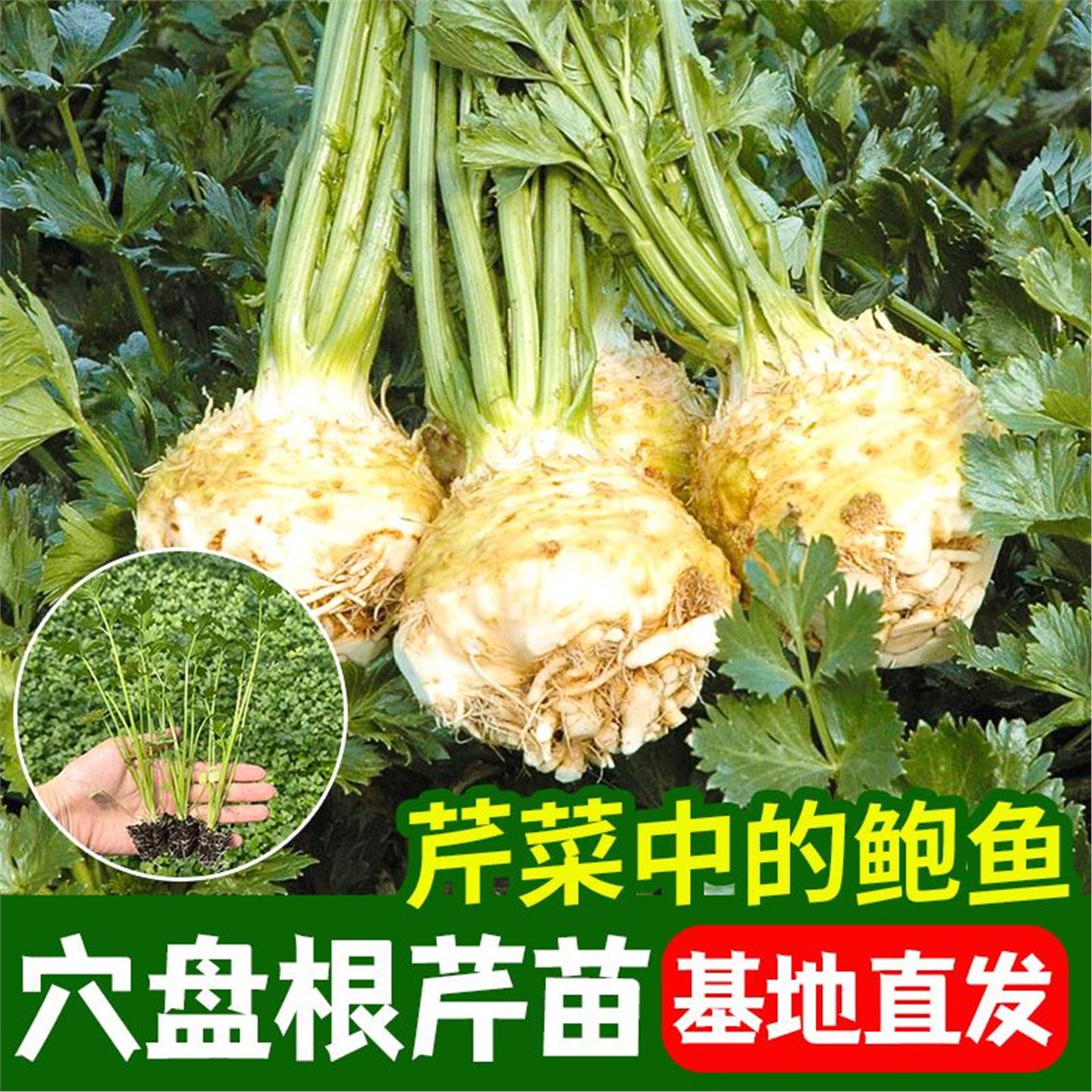 正宗根芹苗山东寿光秧蔬菜