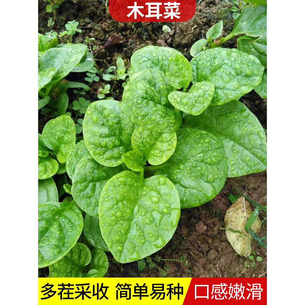 大叶木耳菜种子小青肥厚阳