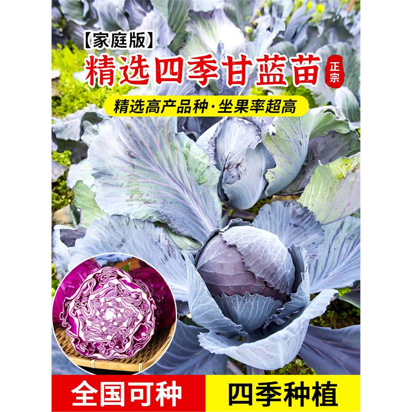 耐热紫甘蓝苗秧卷心包菜平