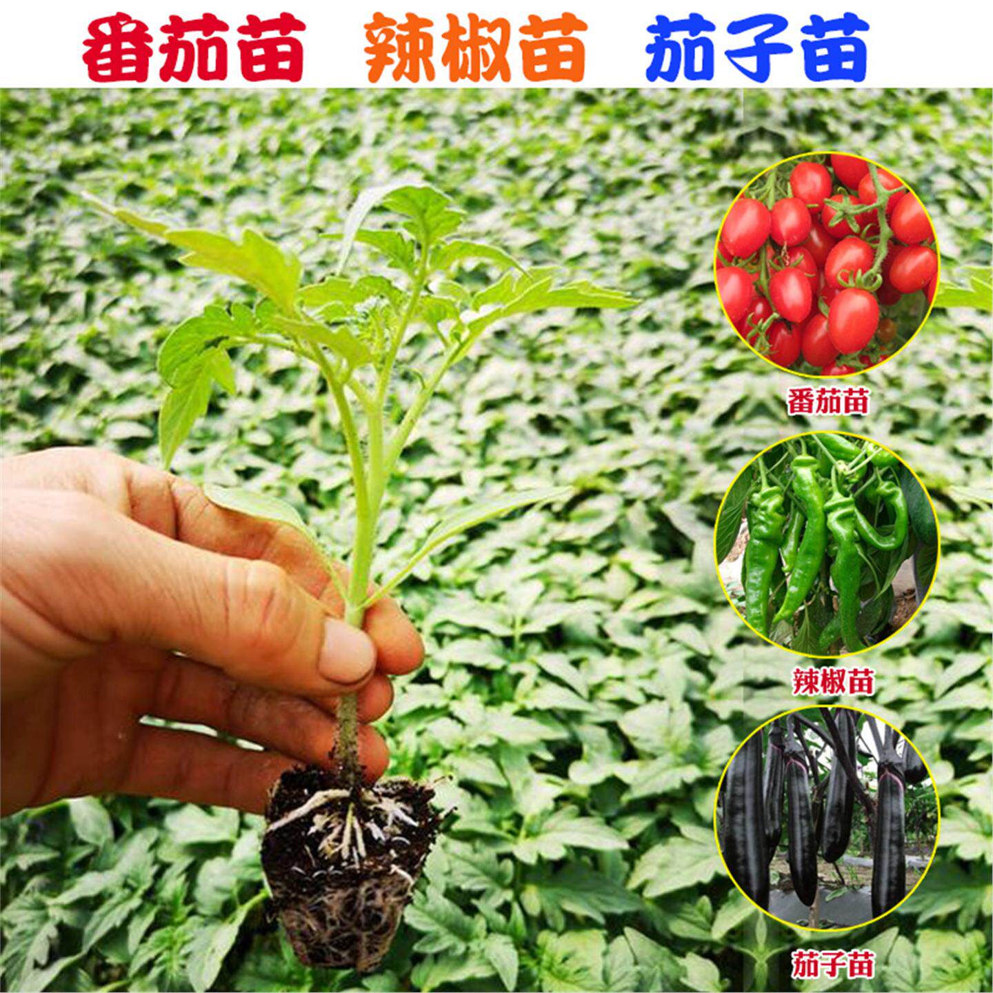 蔬菜苗子番茄辣椒秋葵甜西