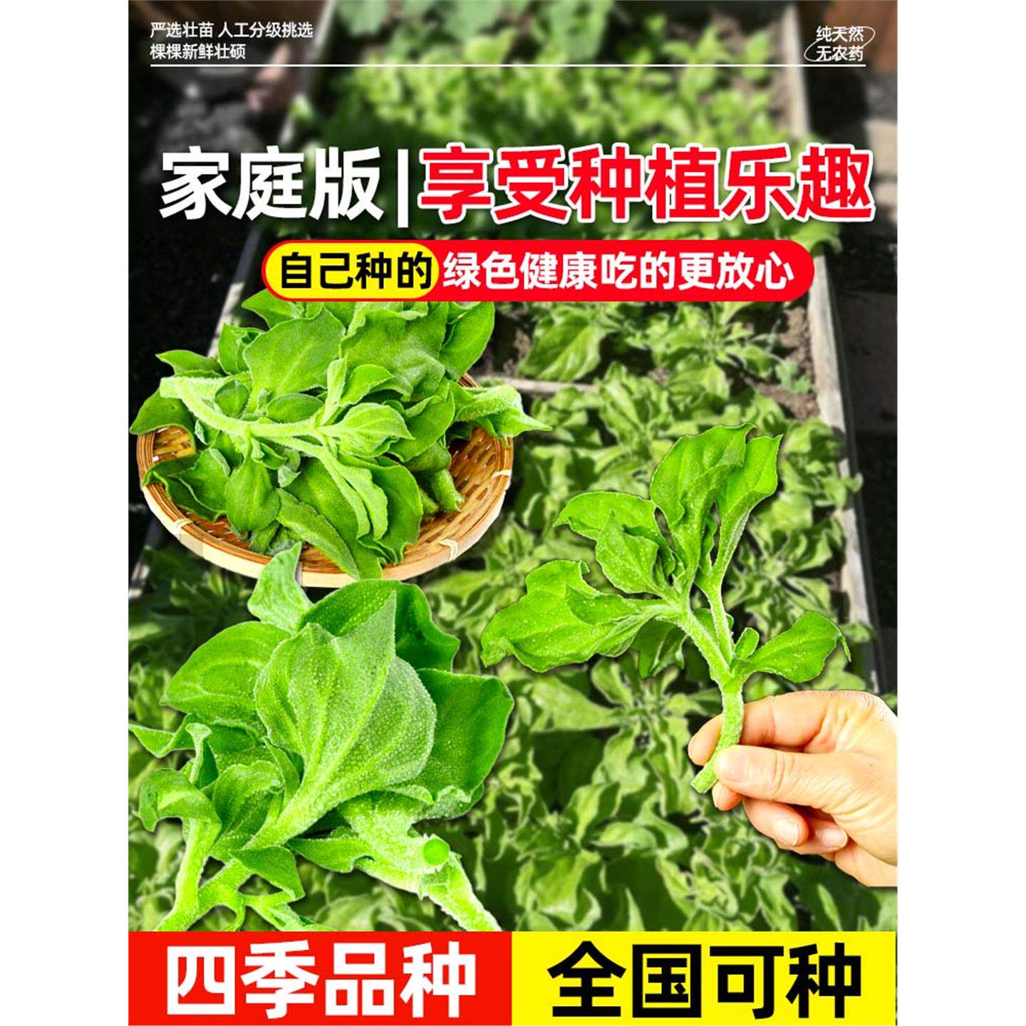 四季水晶大叶冰菜苗秧苗带土盆栽蔬菜阳台种苗冰草幼苗秋冬蔬菜苗