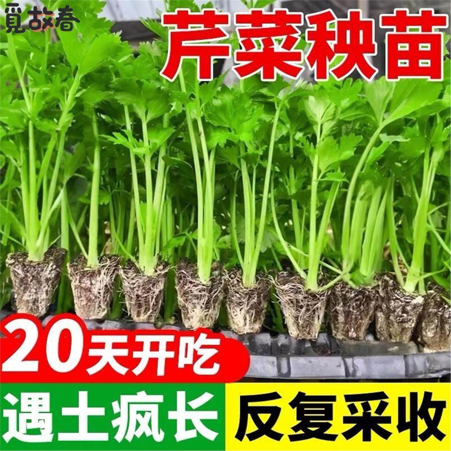 四季水果小香芹菜苗秧大培