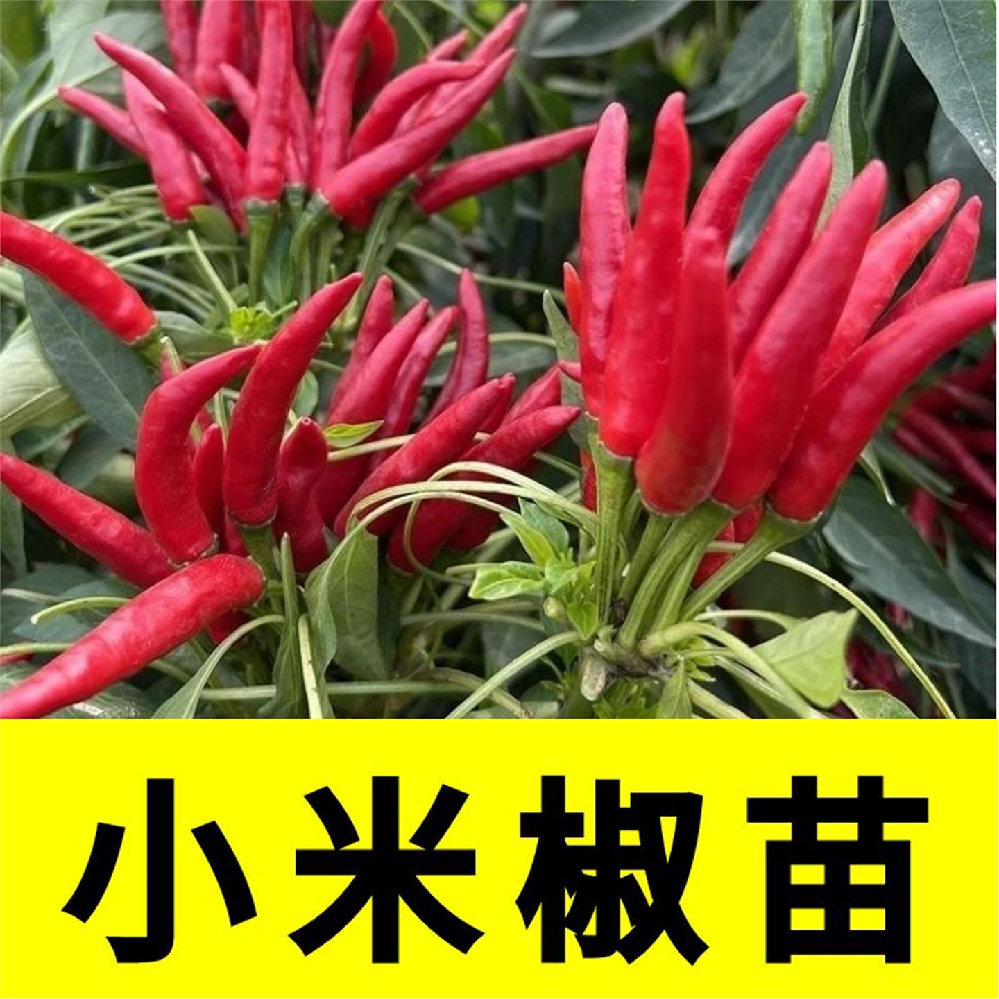朝天椒种苗辣秧小米青树子
