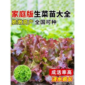 意大利紫速生菜苗带土根水