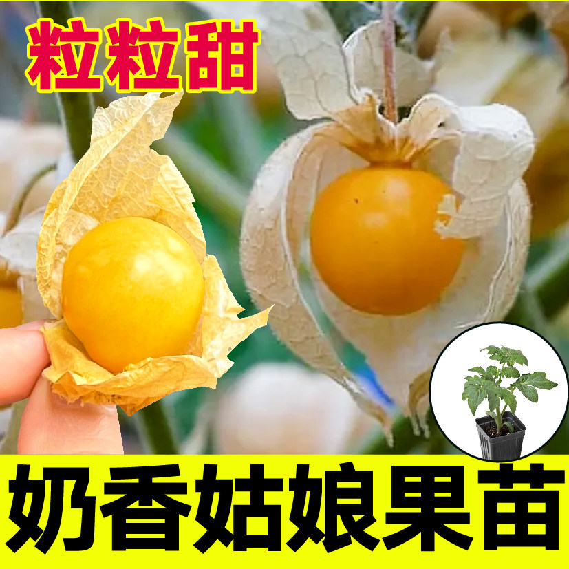 寿光奶香姑娘果苗秧坐率高