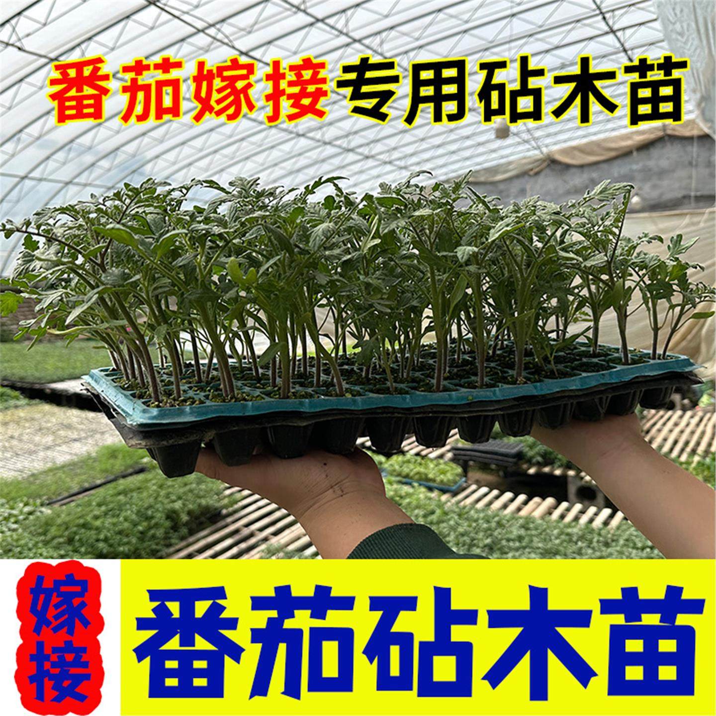 番茄子西红柿专用嫁接砧木