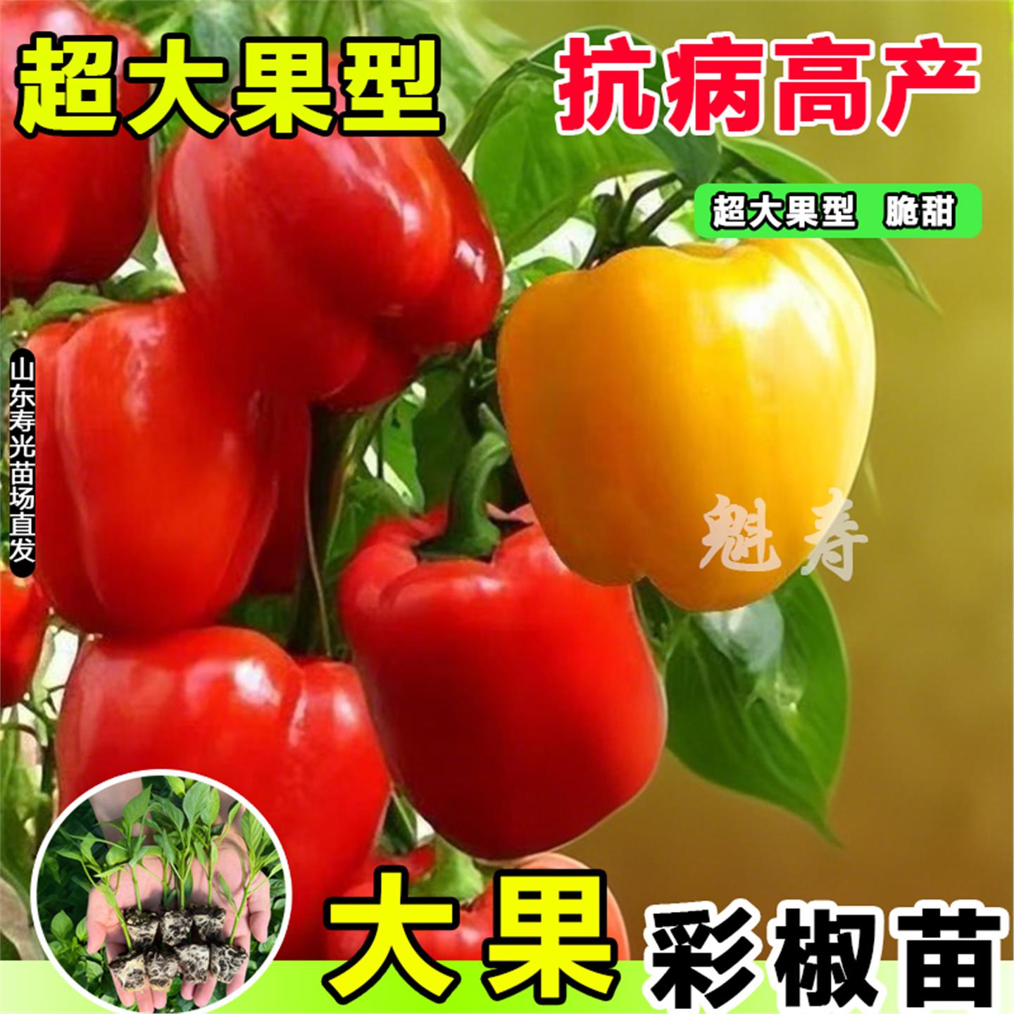 寿光五彩甜椒苗秧水果辣红