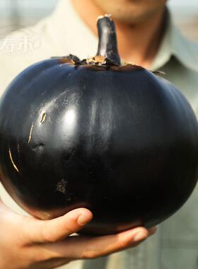 日本圆茄子种子种籽/黑宝 特大黑紫色高产圆带土苗孑秧苗秧老品种