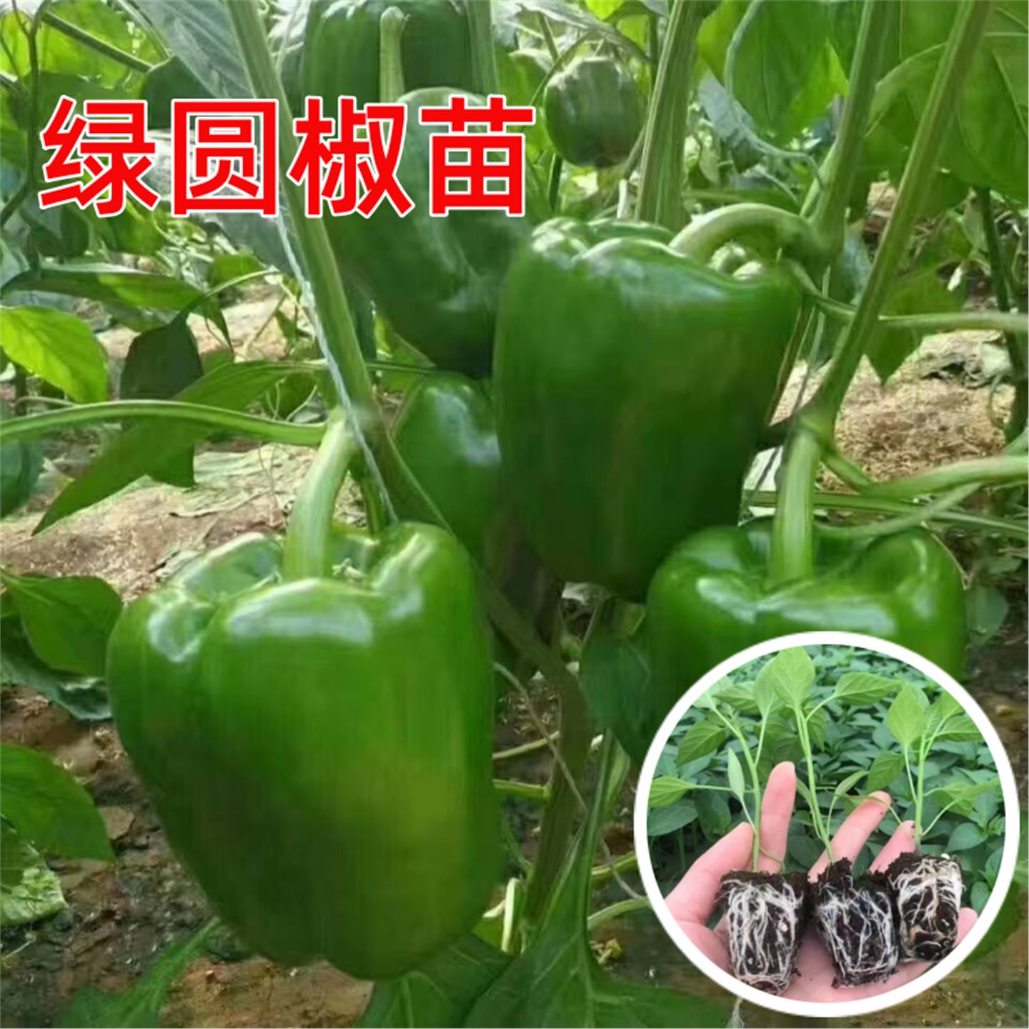绿圆椒苗辣秧青甜太空树七