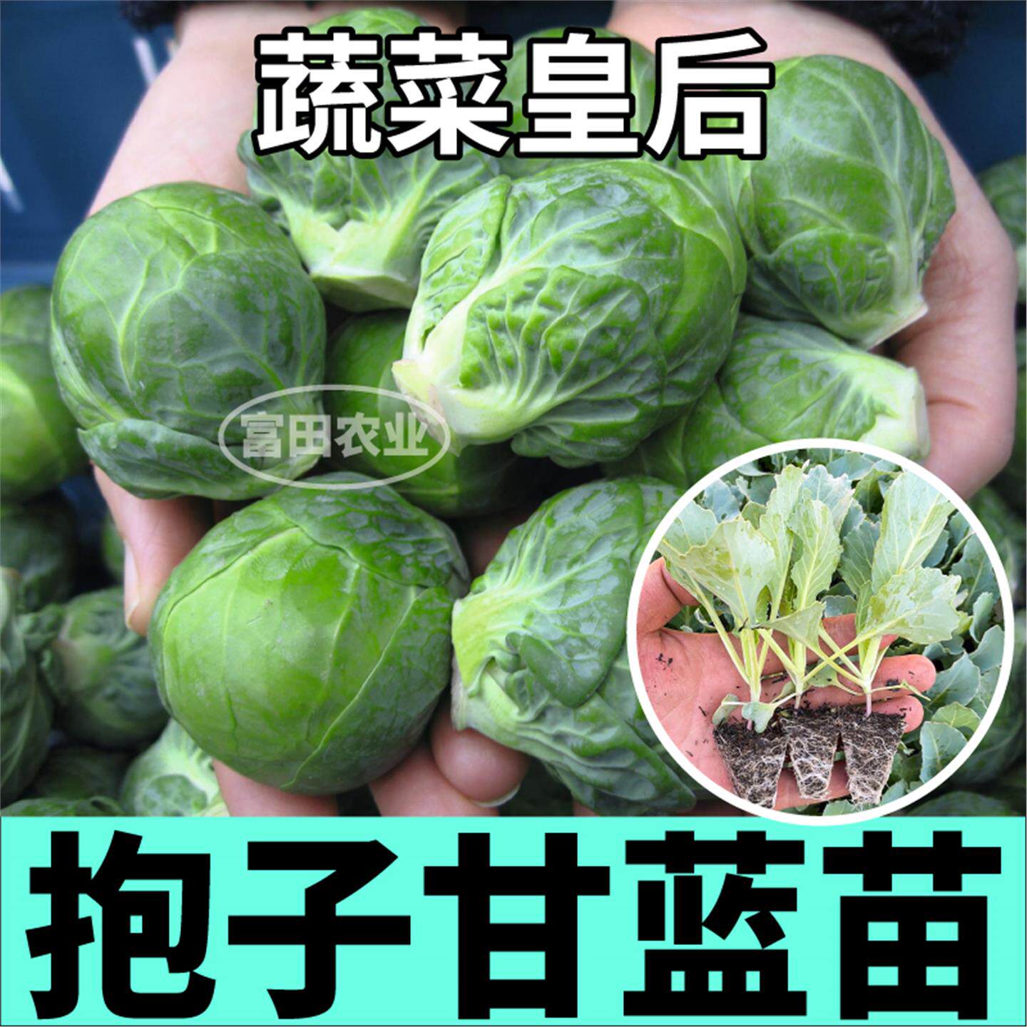 孢子抱甘蓝苗秧四季春秋带