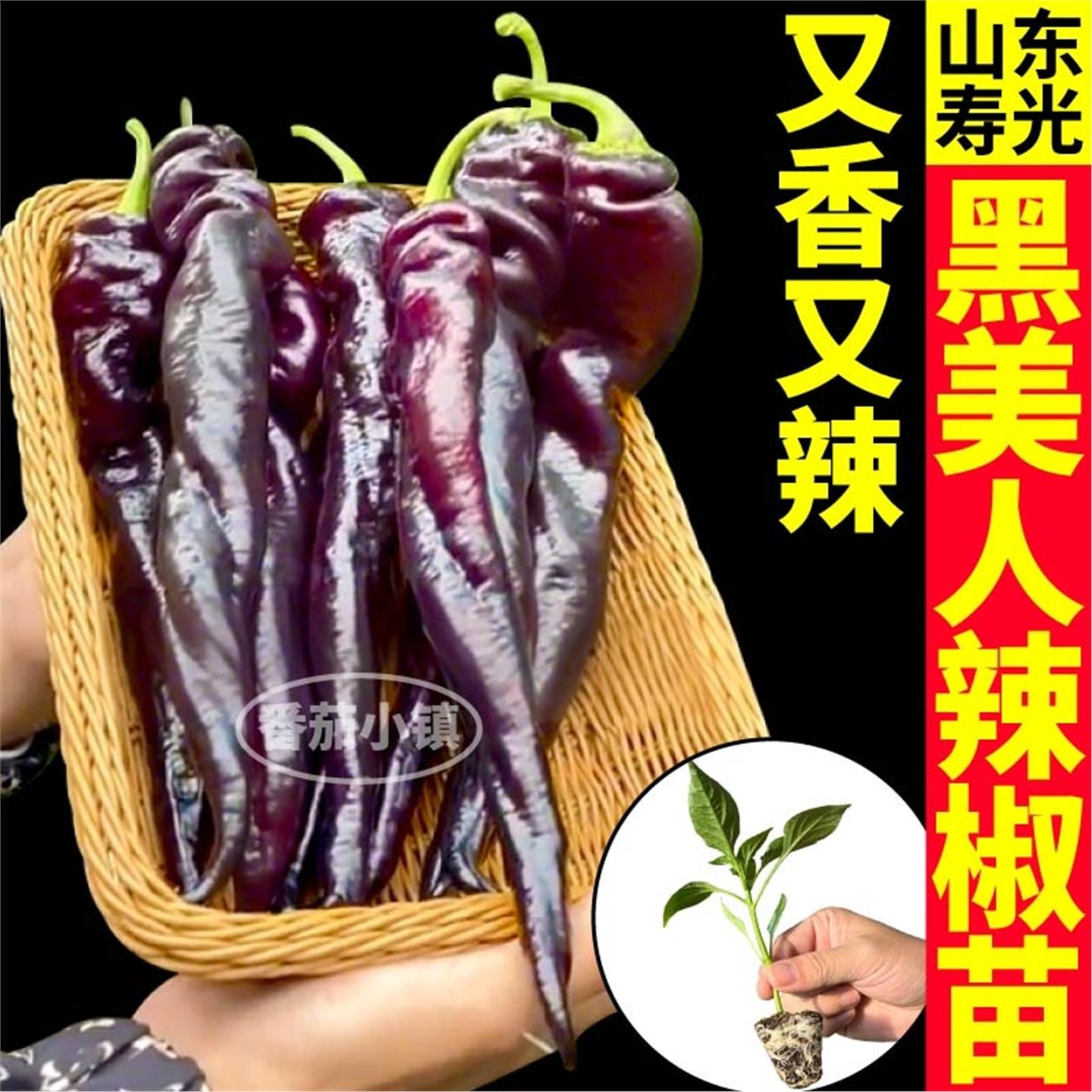寿光黑美人辣椒苗秧高产抗