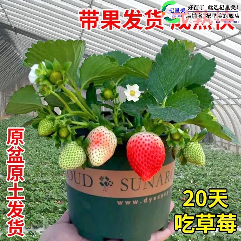 四季草莓苗阳台盆栽红颜牛