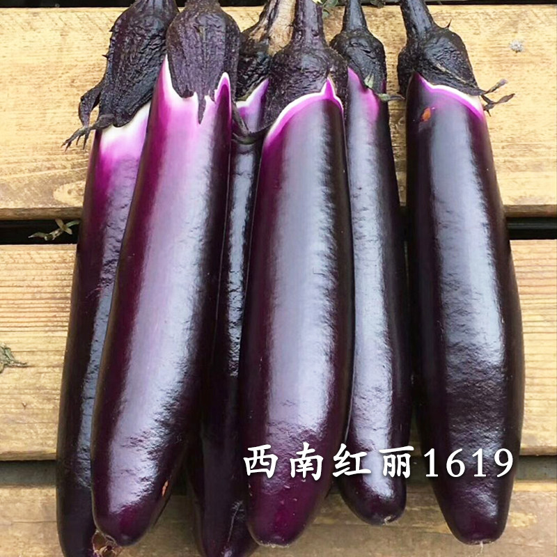 1619茄子种籽黑紫色嫁接长