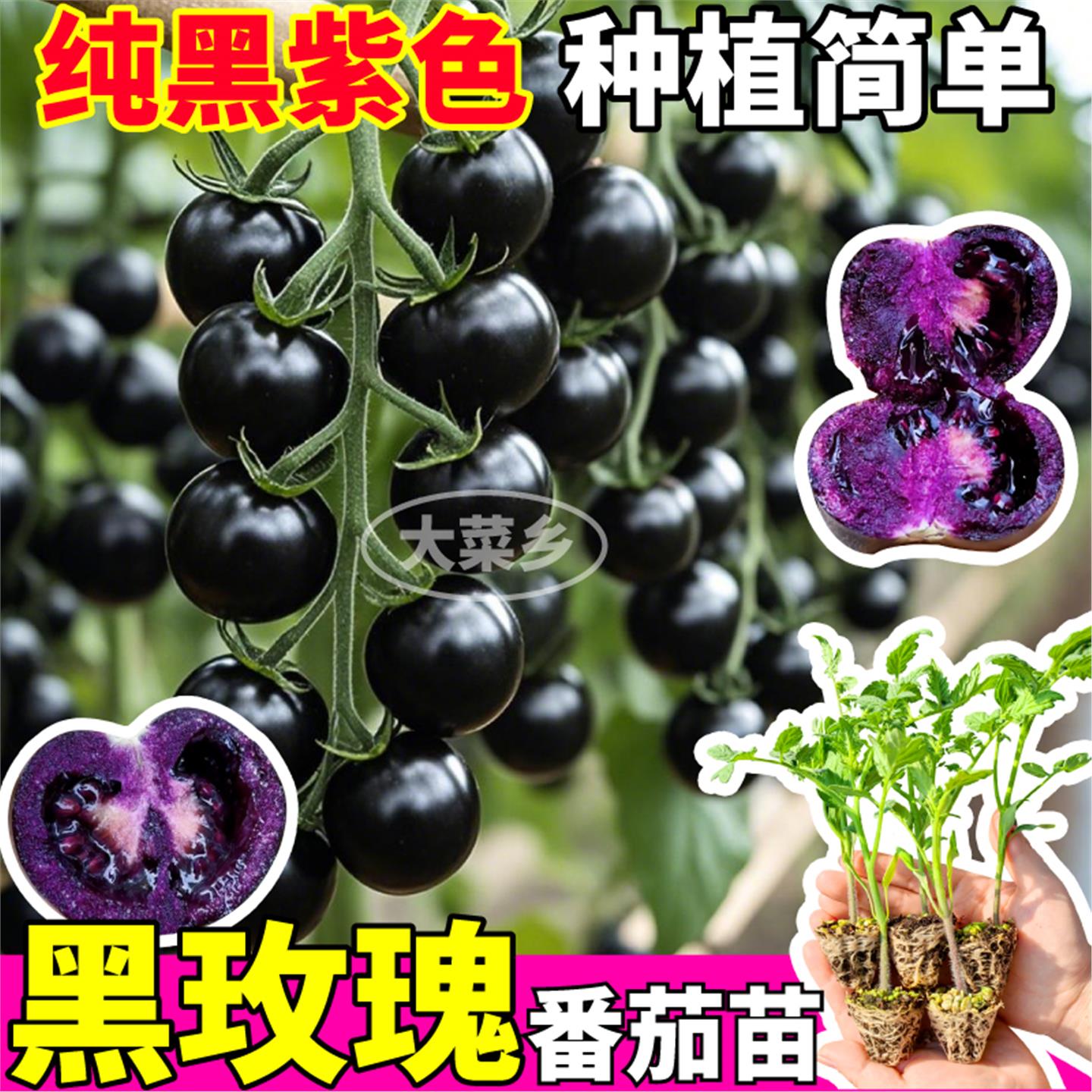 山东寿光黑玫瑰番茄苗秧清