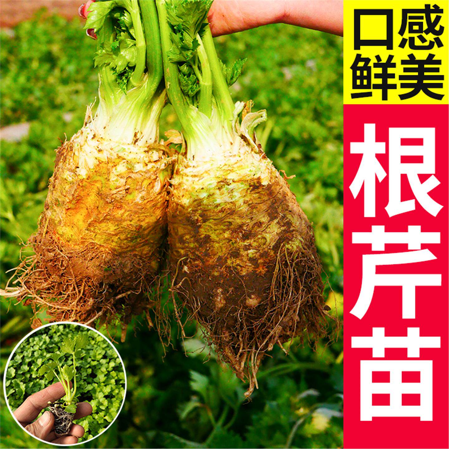 根芹苗种子菜籽蔬阳台秋季