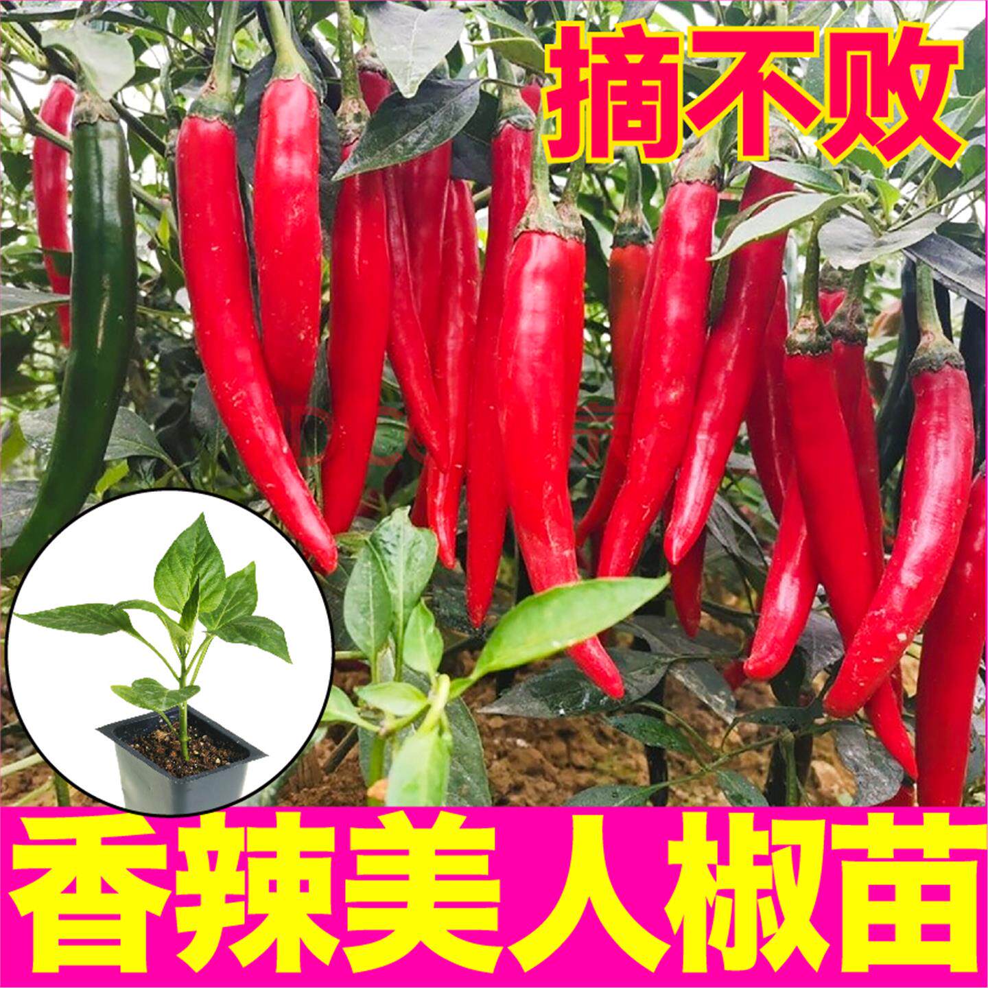 香辣美人椒苗秧四季春秋高