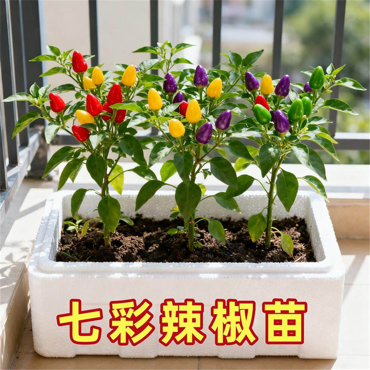 阳台七彩辣椒苗秧观赏食用多彩五彩小尖椒红小米美人种苗四季盆栽