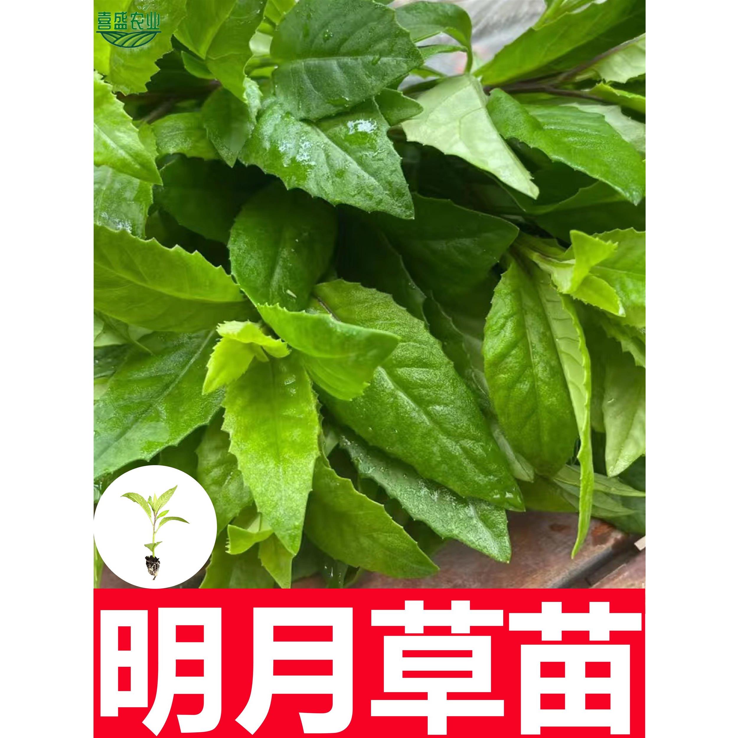 四季明月草秧苗可种食用白