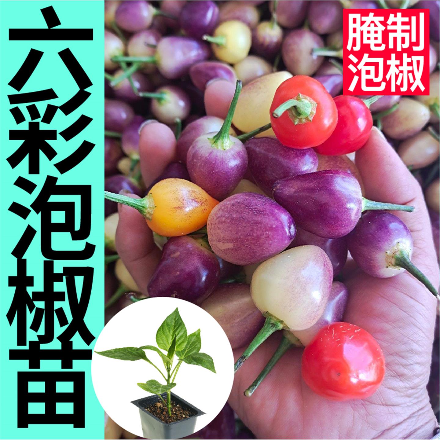 六彩多泡椒辣苗秧七五特种