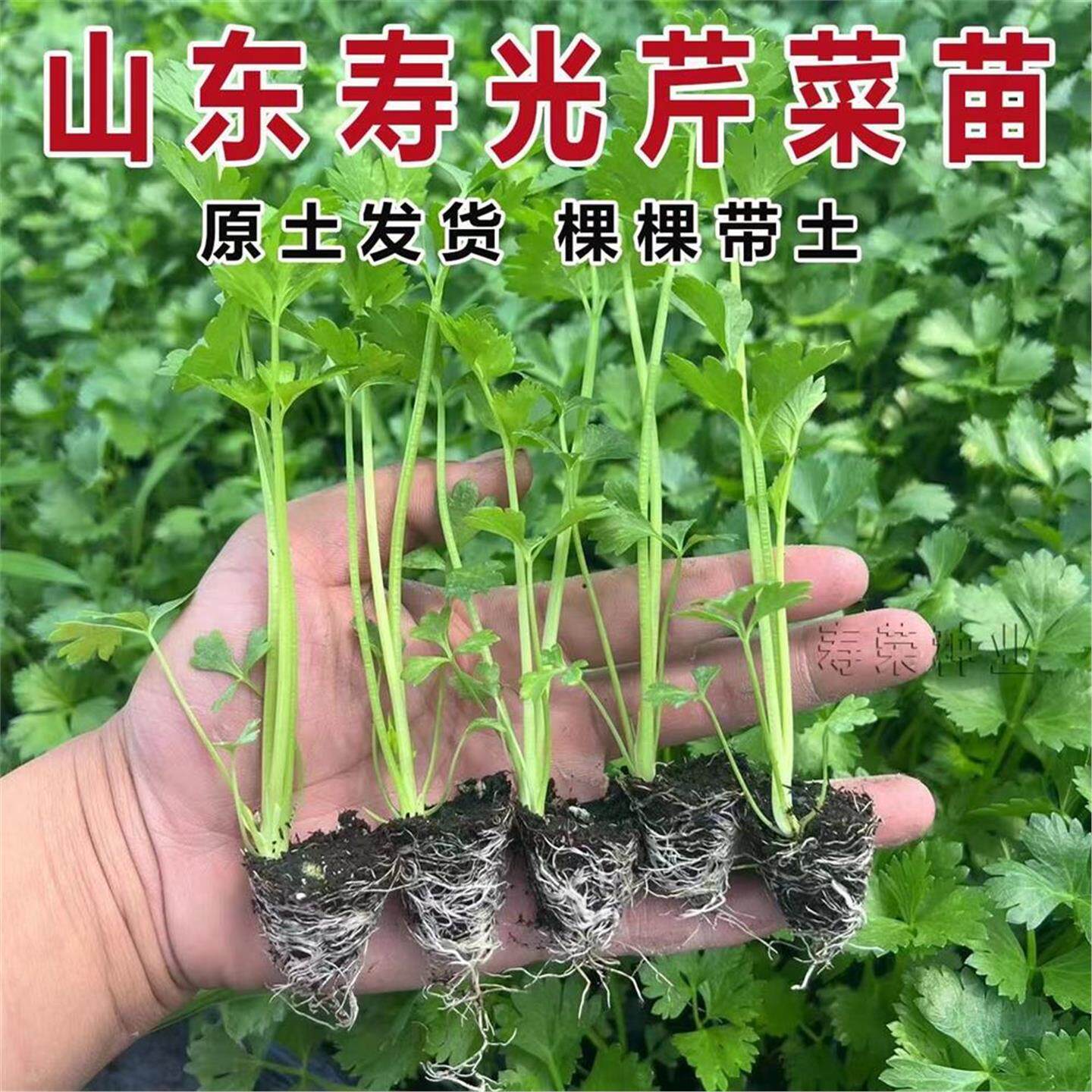 西芹秧苗根带土新鲜菜子阳