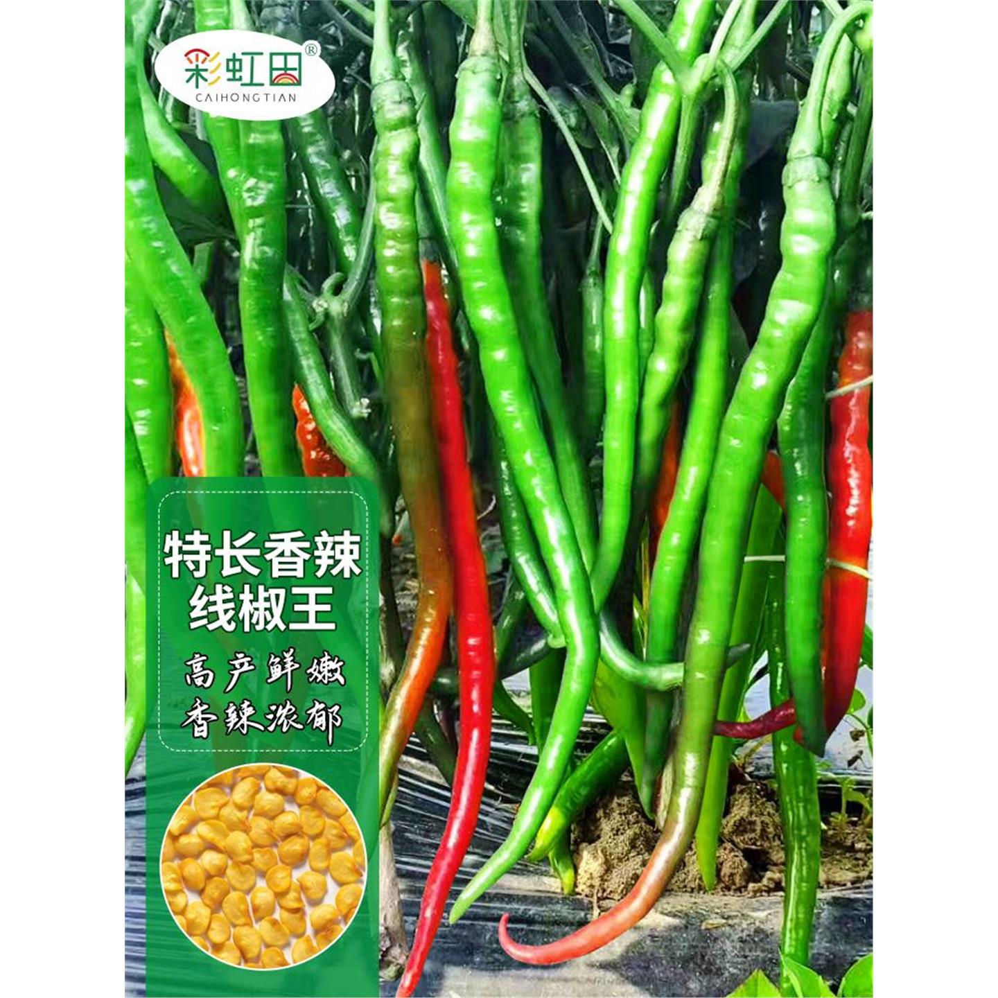 香辣线椒王种子二荆条籽孑