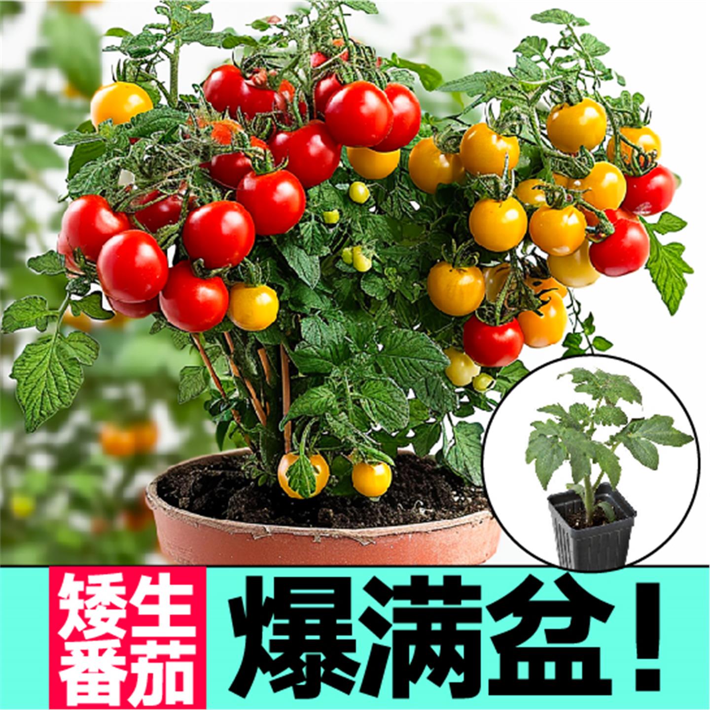 山东寿光矮生盆栽番茄苗小