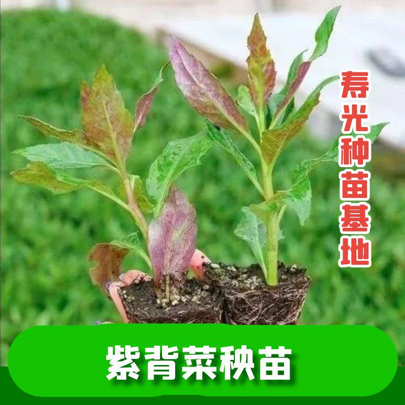 紫背菜苗子紫背菜秧苗四季蔬菜苗